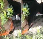 DESI PUNJABI LOVER OUTDOOR FUCKING PART 2